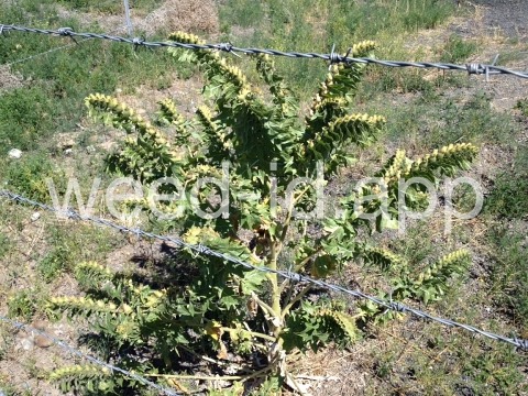 henbane, black